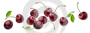 Cherry isolated on white background with clipping path, fresh cherries with stems and leaves