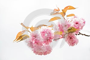 Cherry kanzan or pink sakura isolated on white background