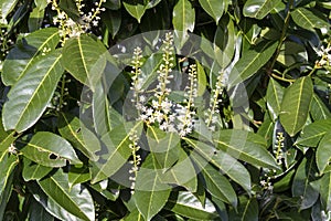 Cherry laurel.