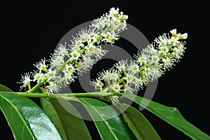 Cherry Laurel blooms photo