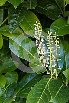 Cherry laurel flowers and leaves. Common hedging plant. photo