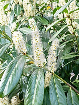 Cherry laurel Prunus laurocerasus Genolia blossom in springtime