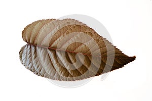 Cherry Leaf