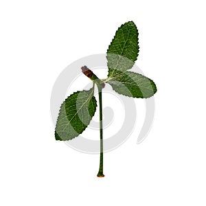 Cherry leaf isolate. Three gentle young leaves of sour cherry tree isolated on a white background.Detail part for design
