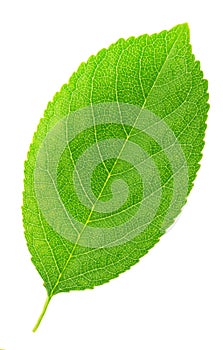 Cherry leaf isolated on a white