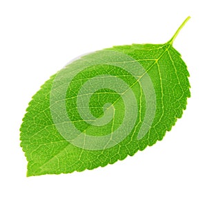 Cherry leaf isolated on a white