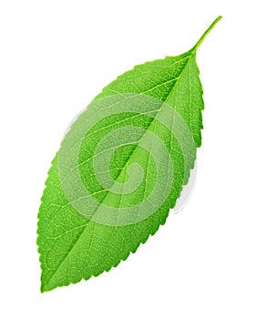 Cherry leaf isolated on a white