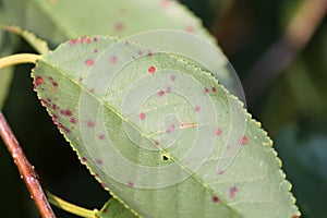 Cherry leaf spot is caused by ascomycete fungus Blumeriella jaapii formerly known as Coccomyces hiemalis