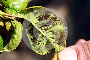 Cherry leaves affected by aphids. Insect pests on the plant