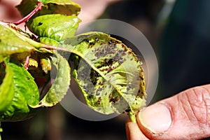 Cherry leaves affected by aphids. Insect pests on the plant