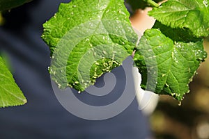 Cherry leaves affected by aphids. Insect pests on the plant