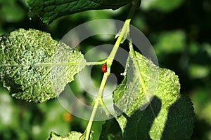 Cherry leaves affected by aphids. Insect pests on the plant. Ladybug eating aphid