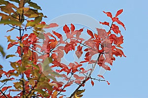 Cherry leaves in autumn