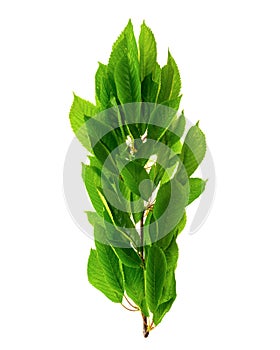 cherry leaves photographed against a white background