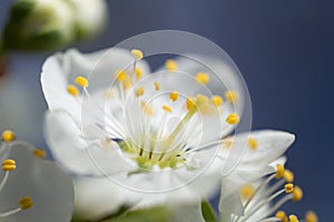 Cherry, macro, pollen, tree, petal, flower, spring, evening