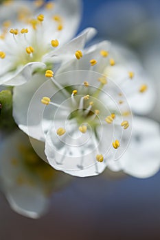 Cherry, macro, pollen, tree, petal, flower, spring, evening