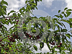 Cherry or morello tree full of sweet appetising red fruits in the garden, Jeleznitsa, Vitosha mountain