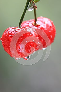 Cherry on Natural Background