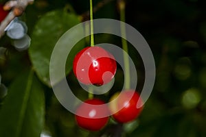 The cherry from Novaci Romania 13