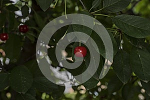 The cherry from Novaci Romania 17