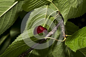 The cherry from Novaci Romania 3
