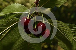 The cherry from Novaci Romania 8