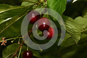 The cherry from Novaci Romania 9