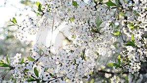 Cherry Orchard abundantly blooming in spring