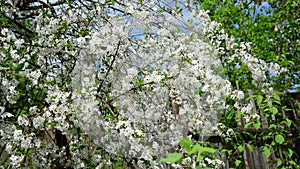 Cherry Orchard abundantly blooming in spring