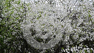 Cherry Orchard abundantly blooming in spring