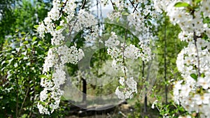 Cherry Orchard abundantly blooming in spring