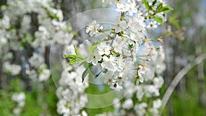 Cherry Orchard abundantly blooming in spring