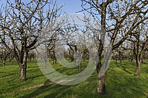 Cereza Huerta en flor a través de primavera mirar más cercano 