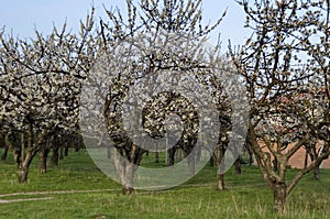 Cereza Huerta en flor a través de primavera mirar más cercano 