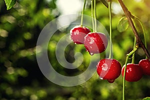 Cherry orchard,Cherry tree,Ripe sour cherries growing on cherry