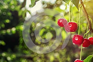 Cherry orchard,Cherry tree,Ripe sour cherries growing on cherry