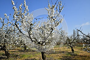 Rural landscape of an orchard of cherry blossom trees. in spring photo