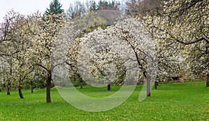 Cherry orchard park sakura trees in bloom spring panorama