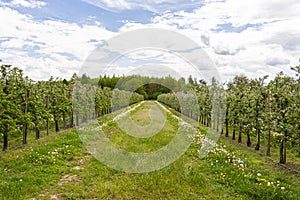 Cherry orchard with pink flowers on trees, dandelion flower visible.