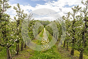 Cherry orchard with pink flowers on trees, dandelion flower visible.