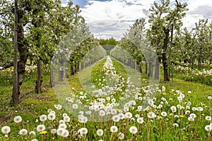 Cherry orchard with pink flowers on trees, dandelion flower visible.