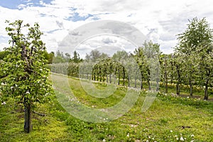 Cherry orchard with pink flowers on trees, dandelion flower visible.