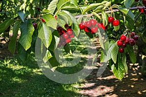 Cherry orchard with ripe Stella cherries hanging on tree branch