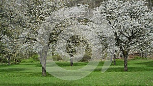 Cherry orchard sakura trees in bloom