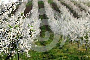Cherry orchard in spring agriculture