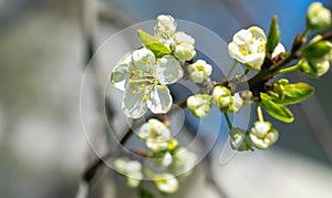 The Cherry Orchard. A cherry tree blooming with white flowers in springtime