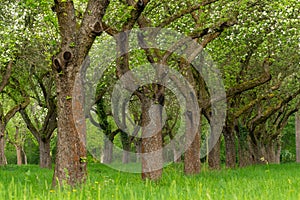 Cherry orchard. Tree trunk cherry in a row. Cherry trees alley