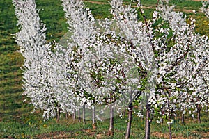 Cherry orchard trees landscape spring