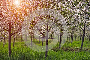 cherry orchard trees in springtime