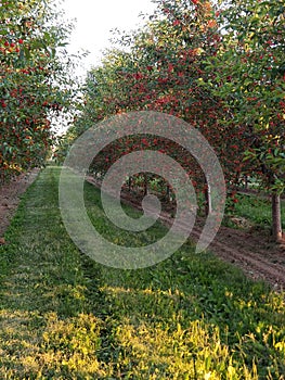 Cherry Orchards